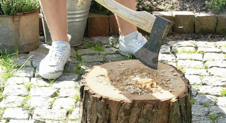 Kwietnik z pnia drzewa: Zrób to sam! Poradnik na lata